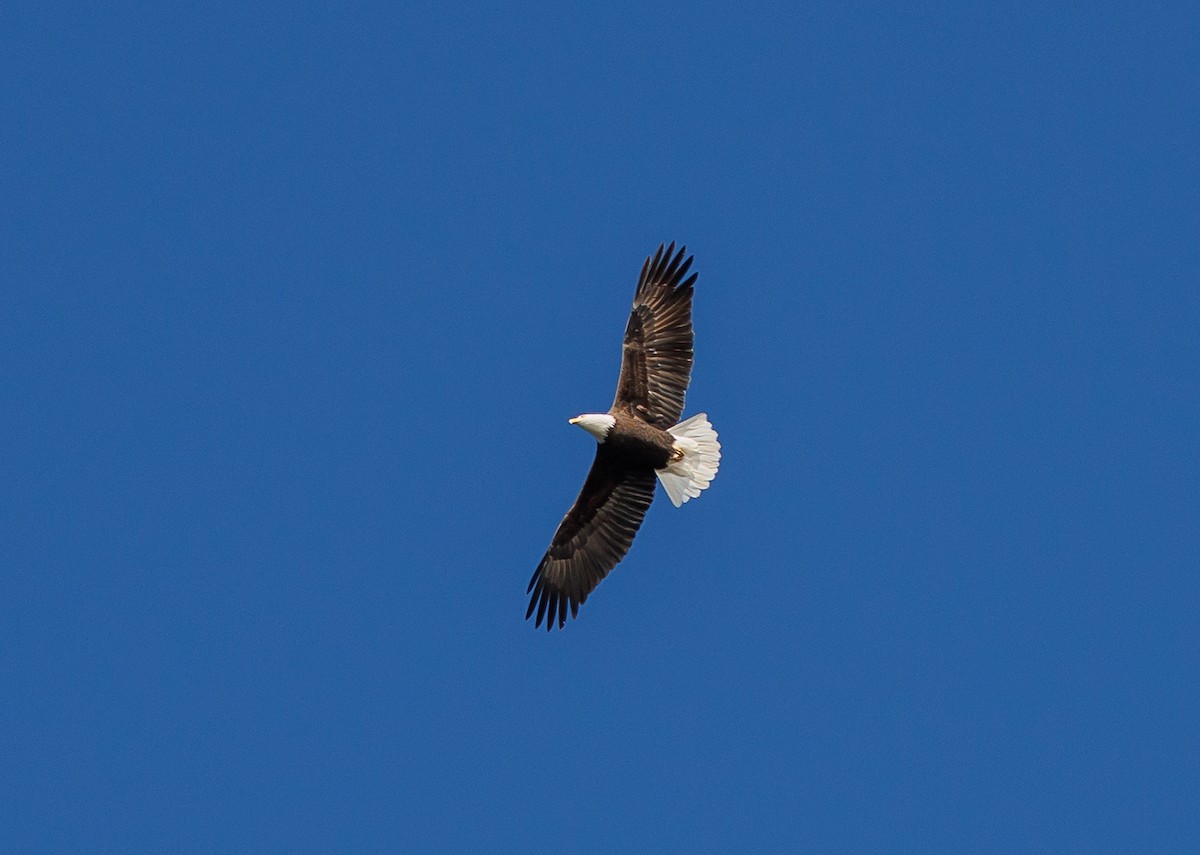 Bald Eagle - ML643155469