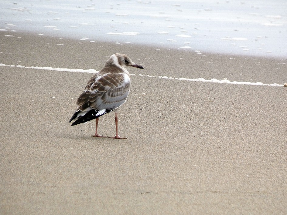 Gray-hooded Gull - ML643155470