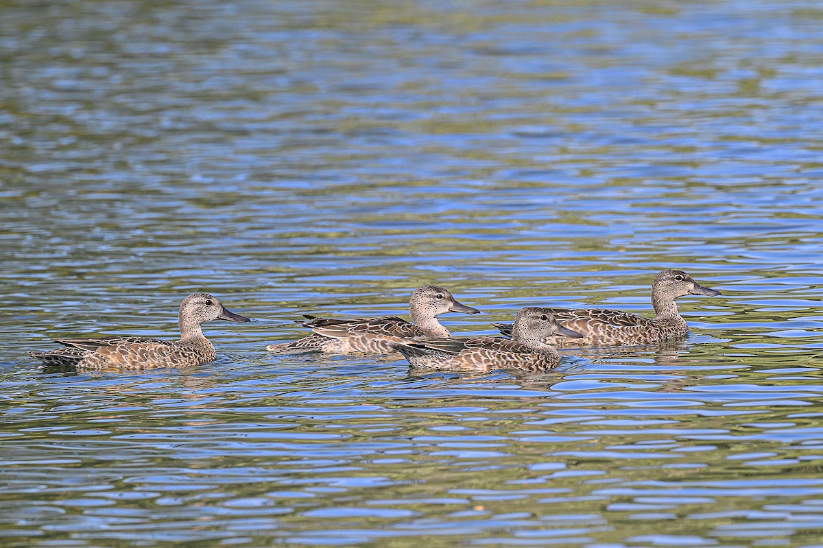 Sarcelle à ailes bleues - ML643155486