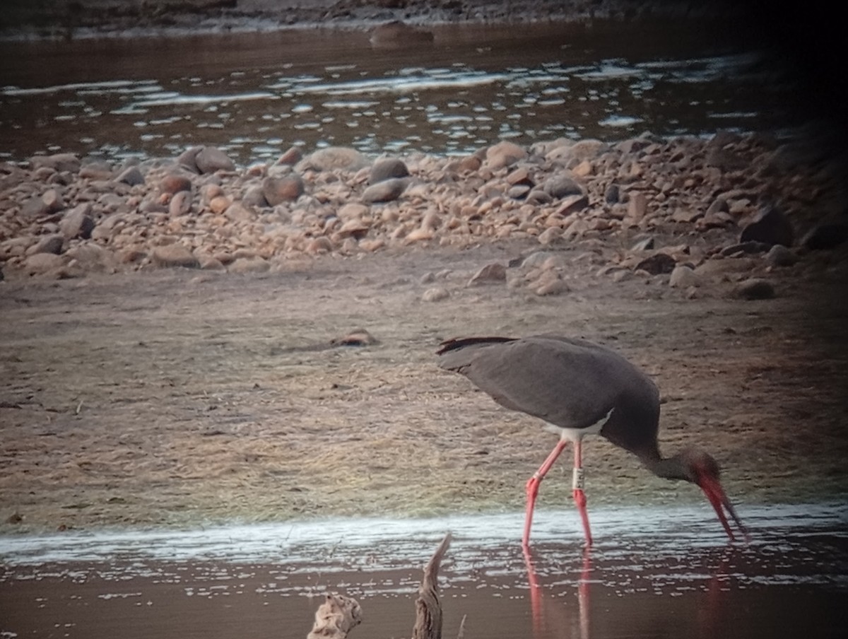 Black Stork - ML643155513