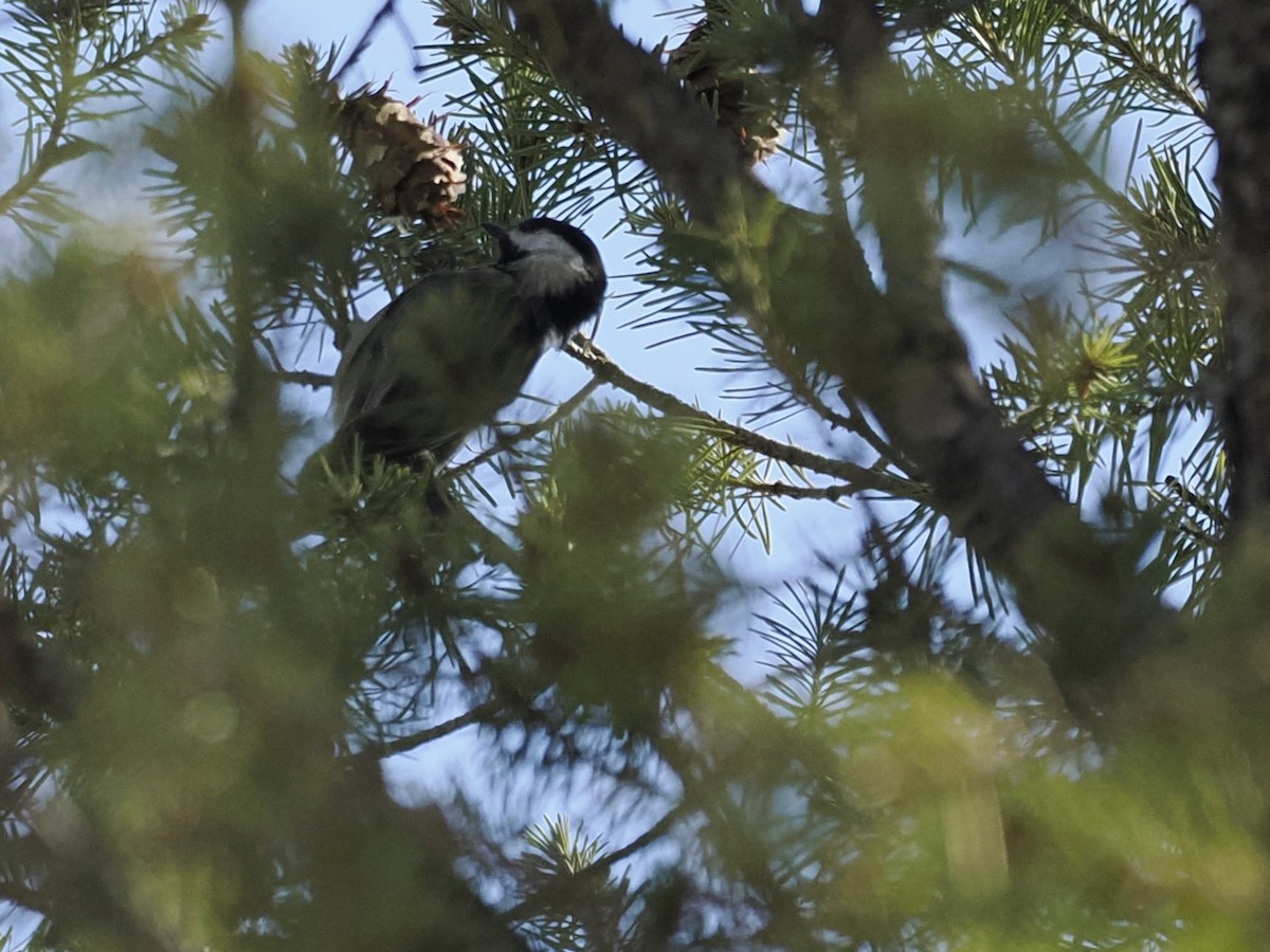 Mexican Chickadee - ML643155514