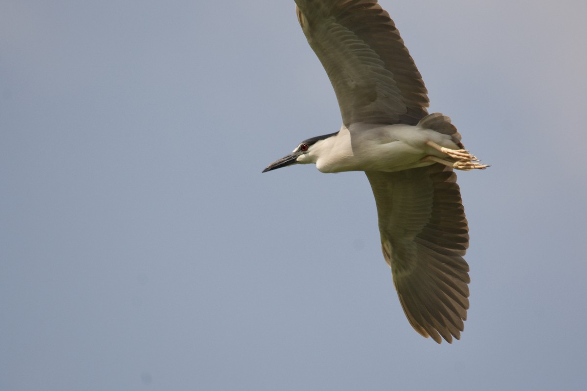 Black-crowned Night Heron - ML643155519