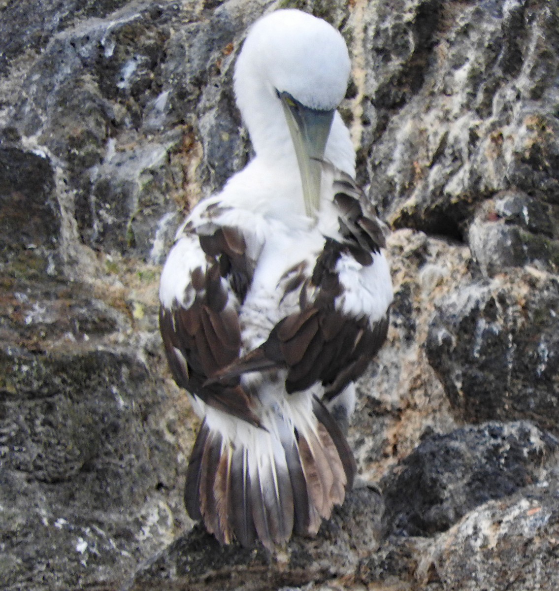 Masked Booby - ML643155524