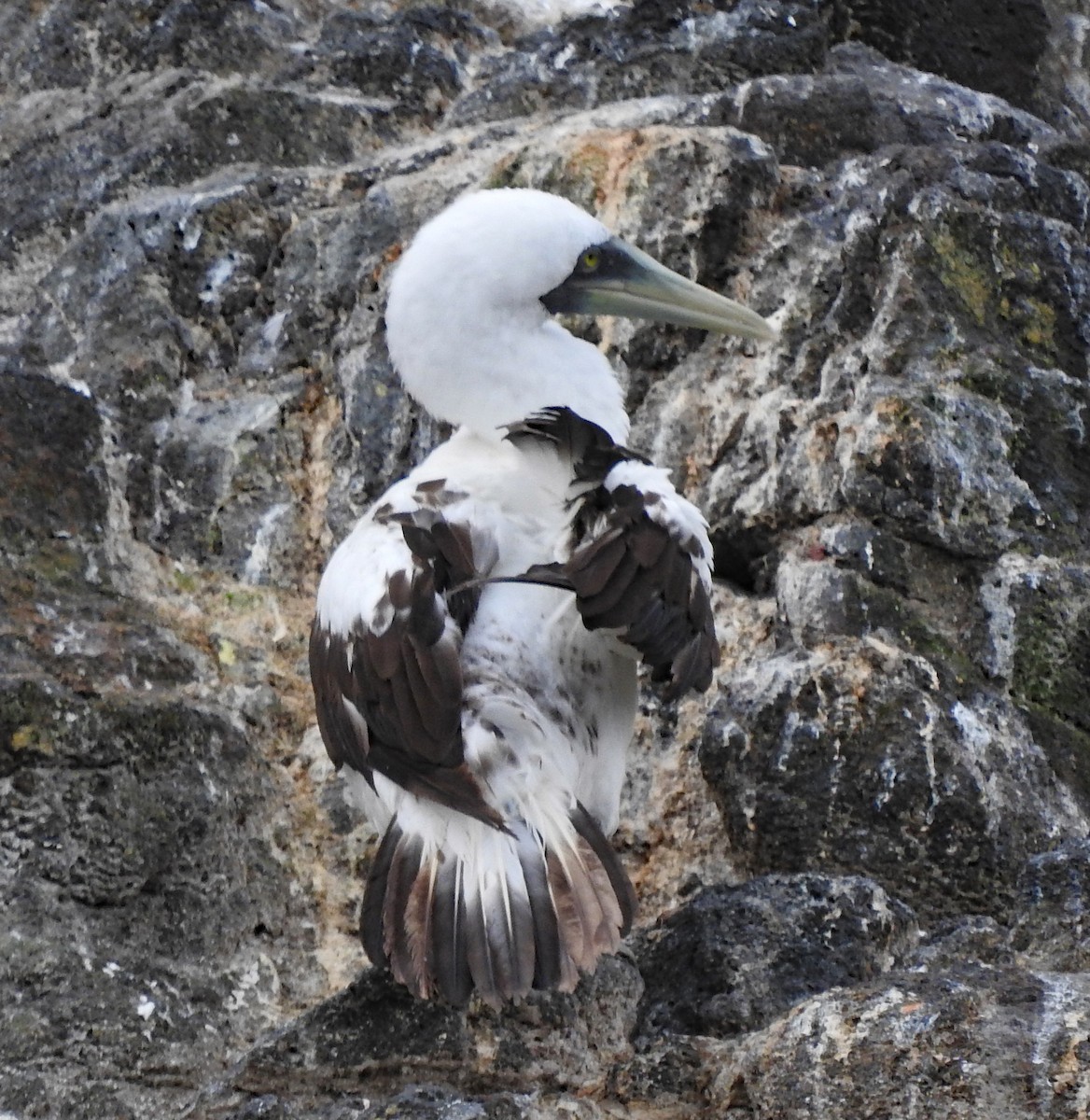 Masked Booby - ML643155525