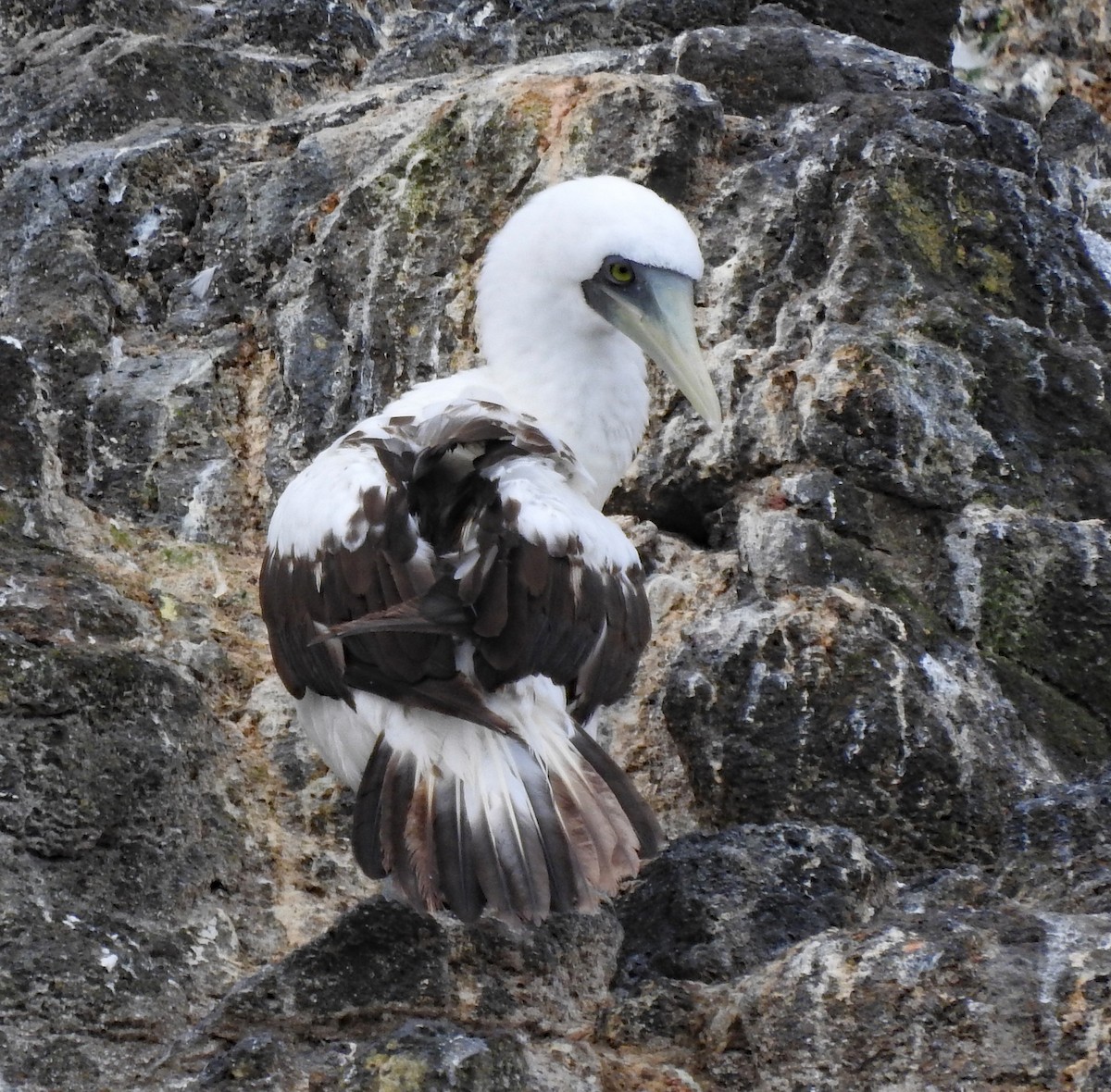 Masked Booby - ML643155526