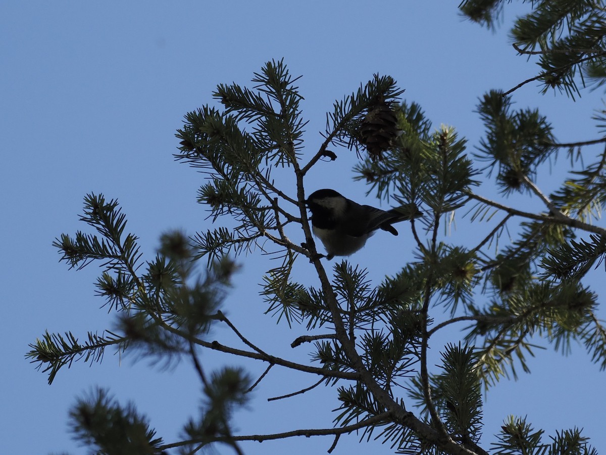 Mexican Chickadee - ML643155532