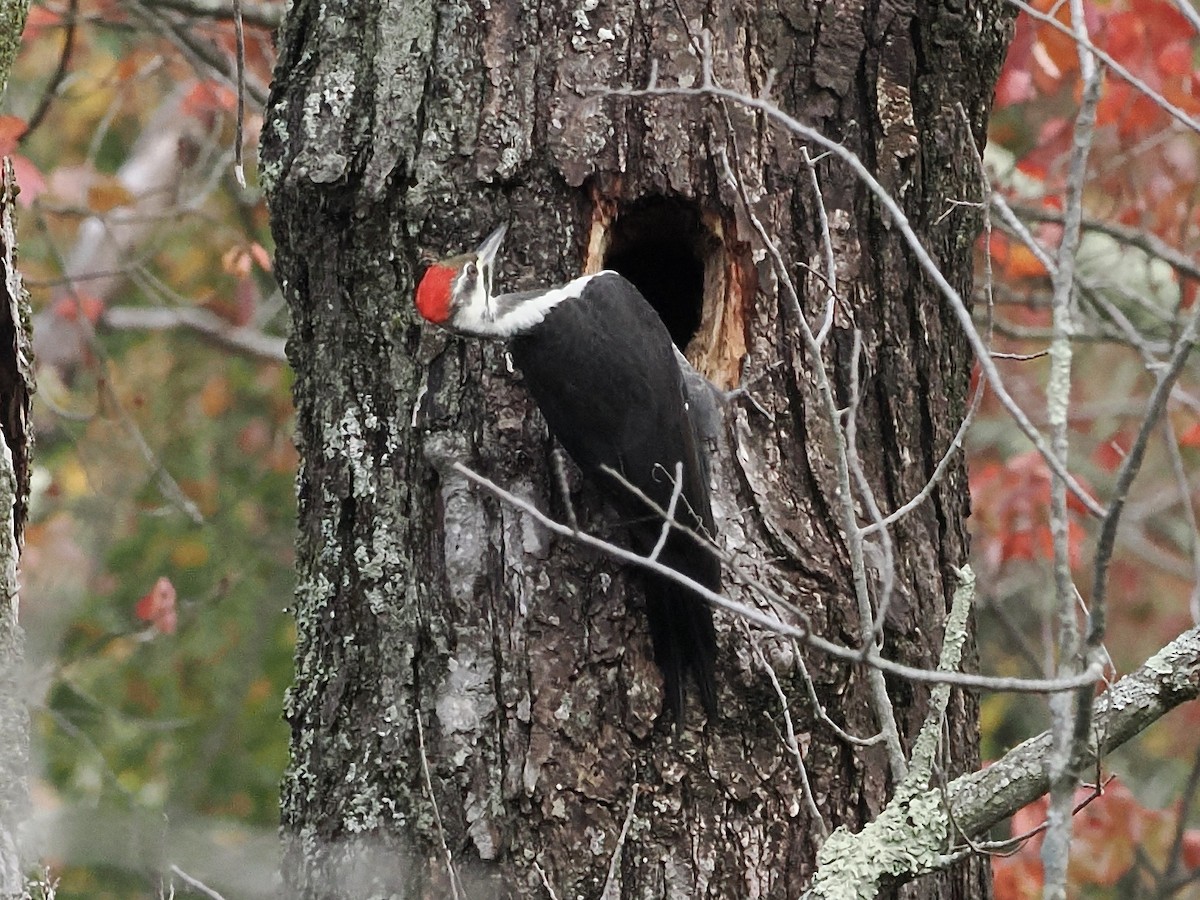 Pileated Woodpecker - ML643155549