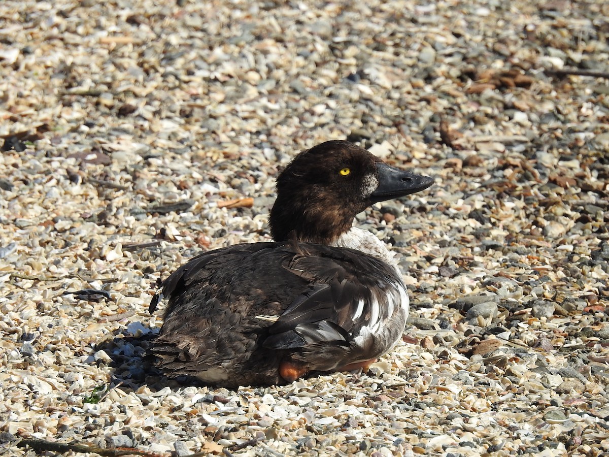 Common Goldeneye - ML643155581