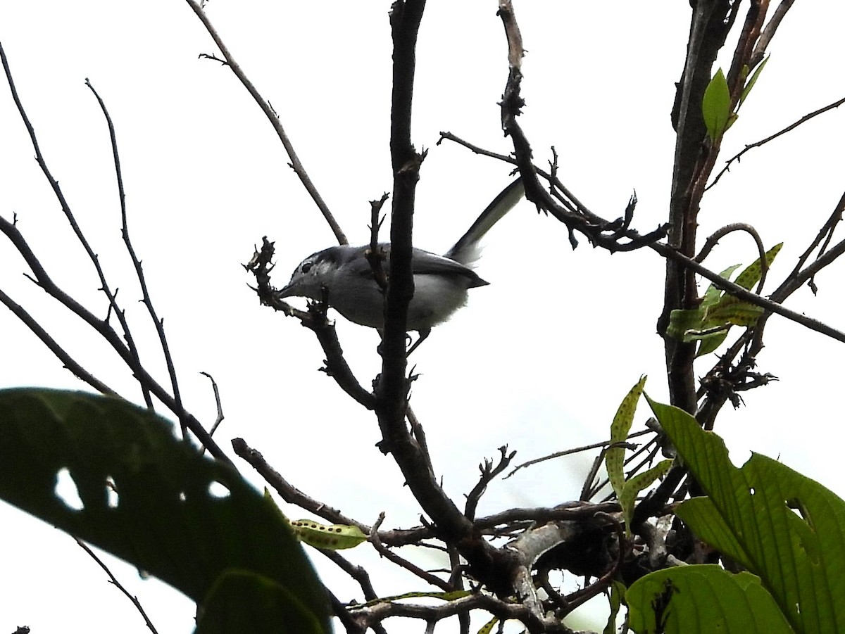 White-browed Gnatcatcher - ML643155589