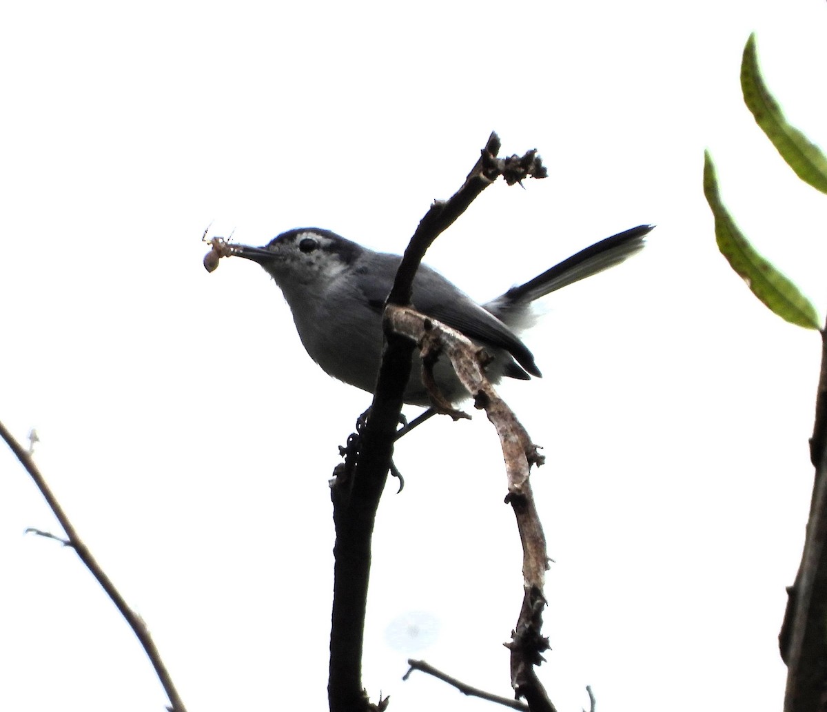 White-browed Gnatcatcher - ML643155590