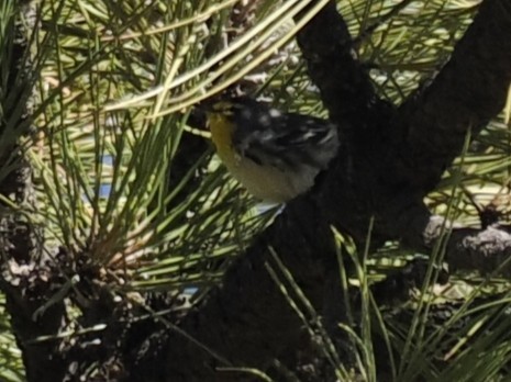 Grace's Warbler - ML643155596