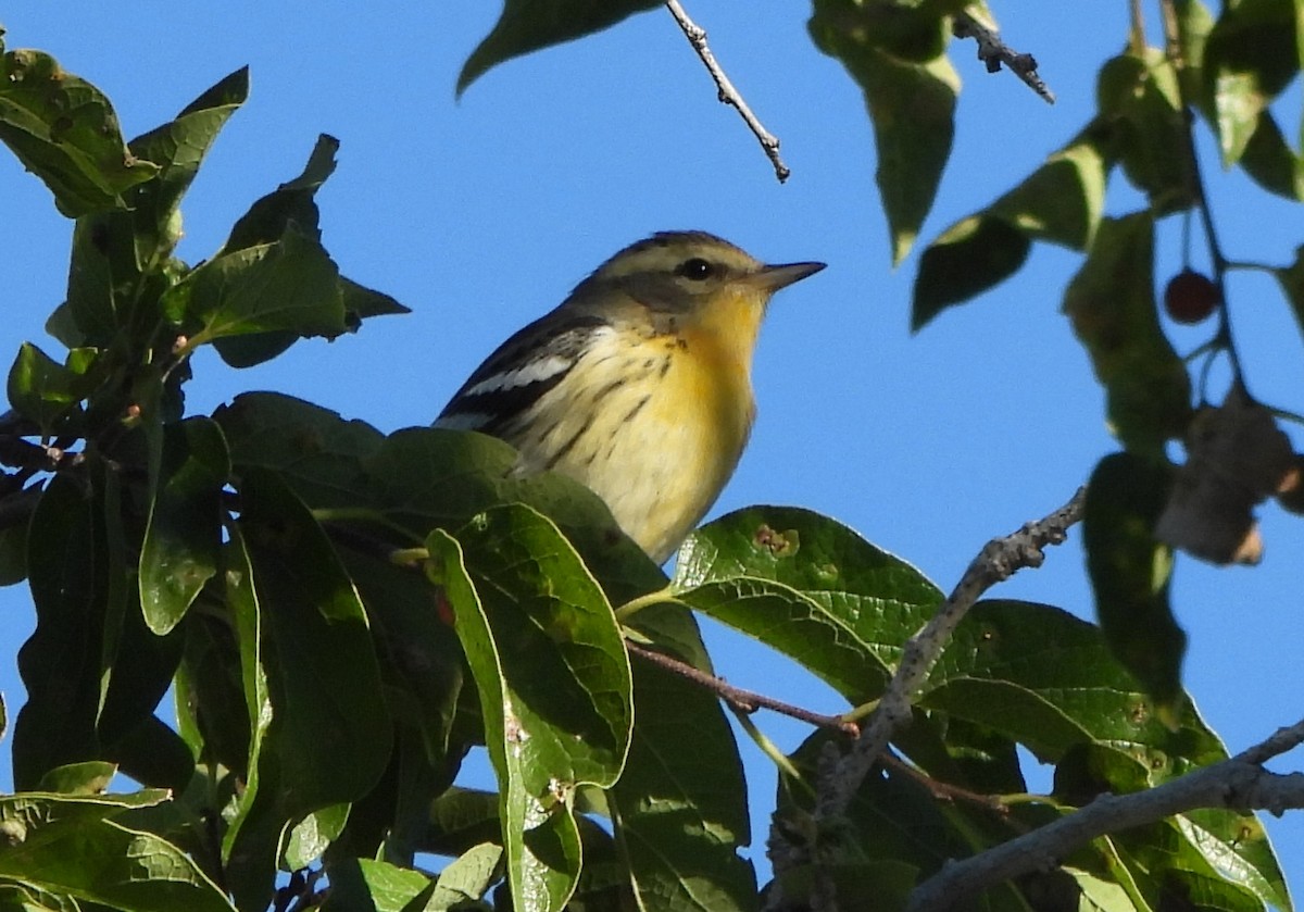 Blackburnian Warbler - ML643155597