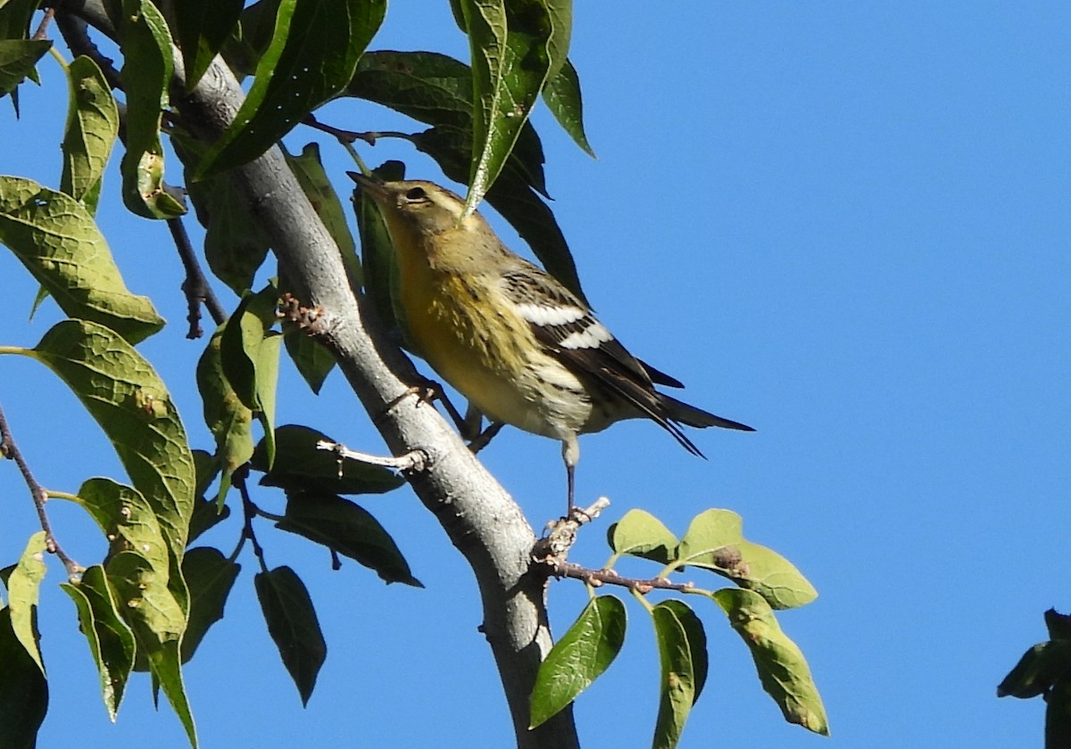 Blackburnian Warbler - ML643155598