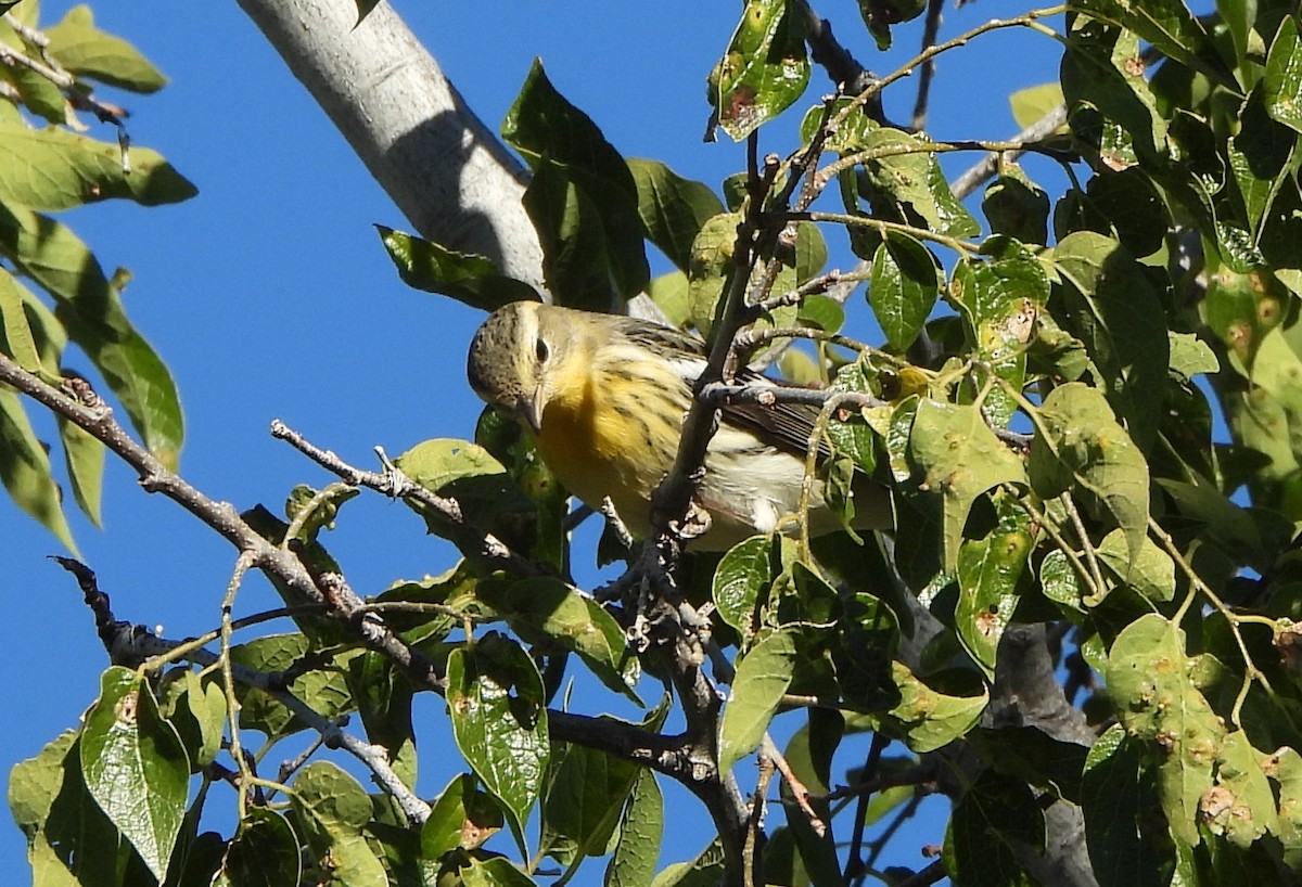 Blackburnian Warbler - ML643155599