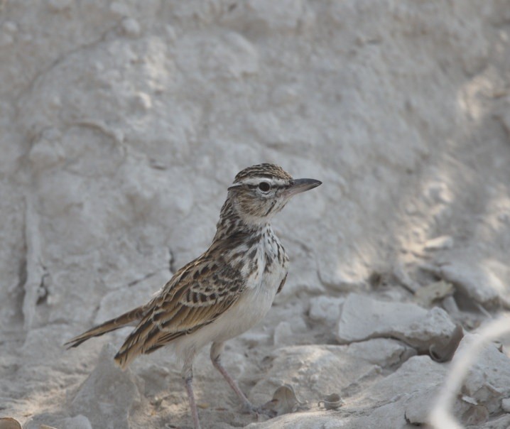 Sabota Lark - ML643155605