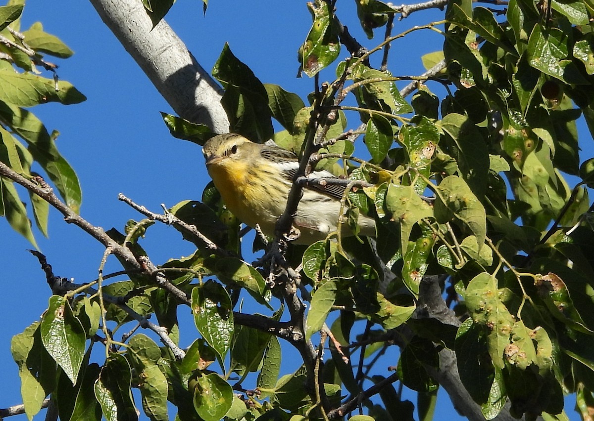 Blackburnian Warbler - ML643155610
