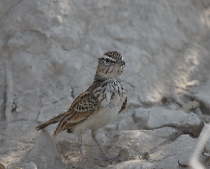 Sabota Lark - ML643155621