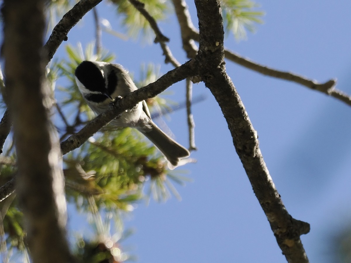 Mexican Chickadee - ML643155627