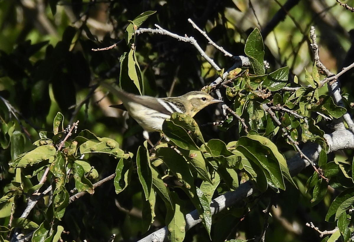 Blackburnian Warbler - ML643155628