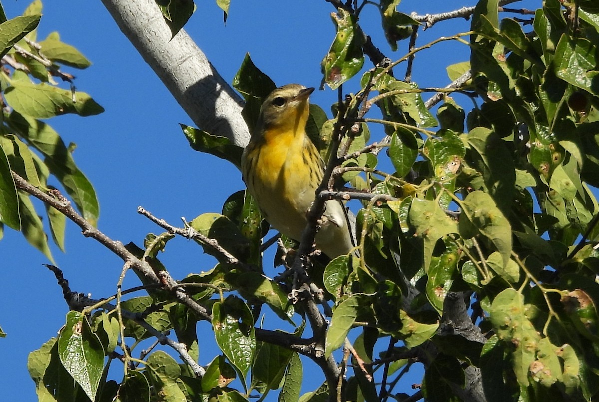 Blackburnian Warbler - ML643155629