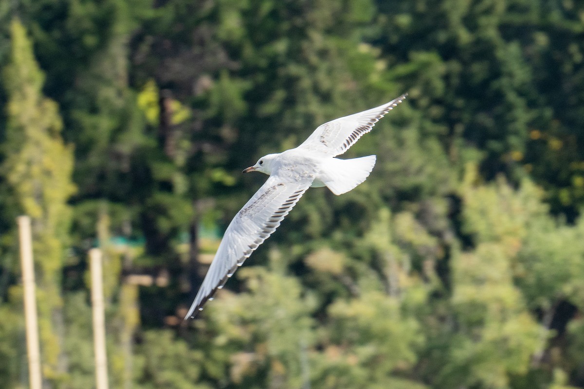 Black-billed Gull - ML643155662