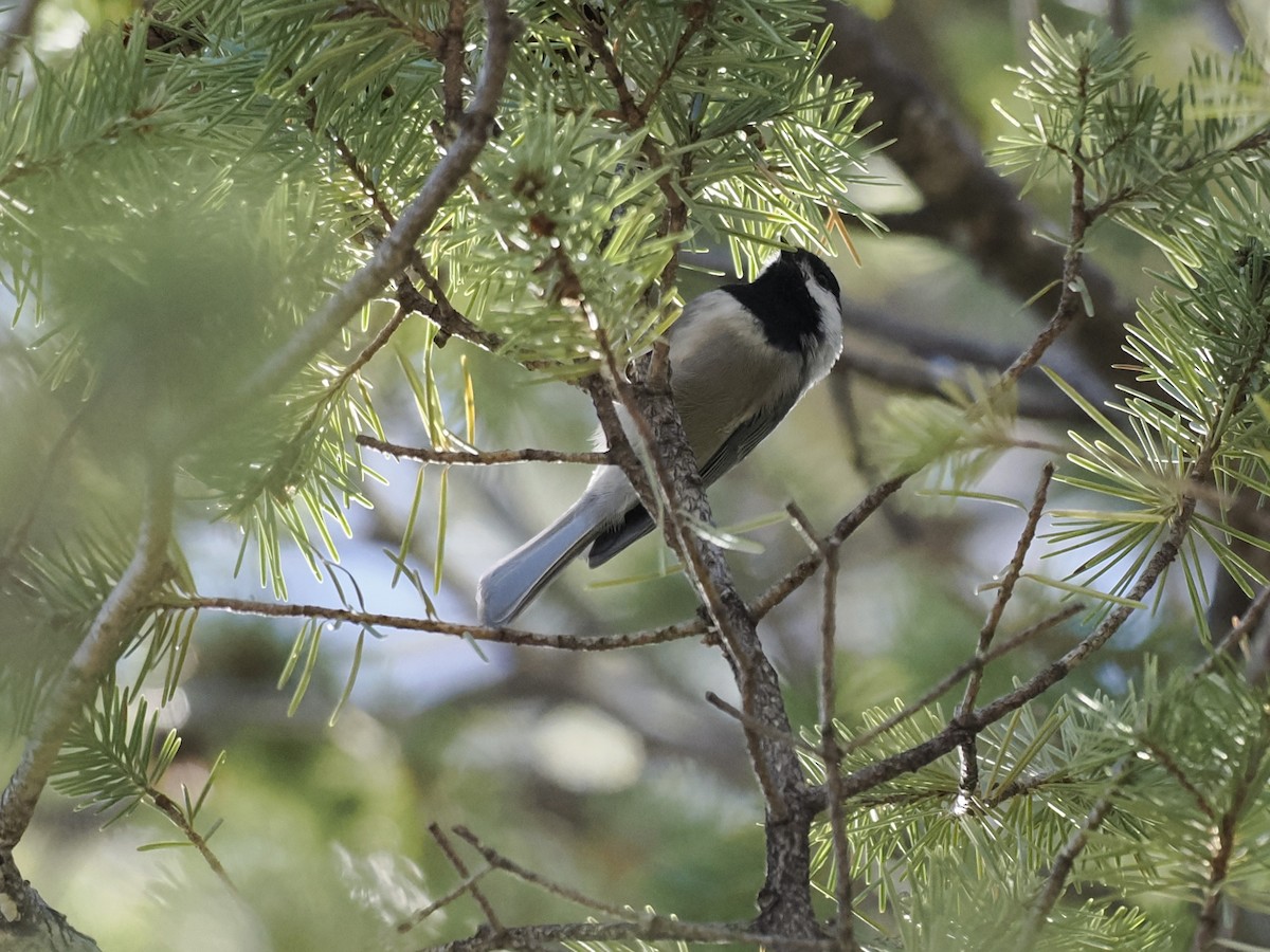 Mexican Chickadee - ML643155668