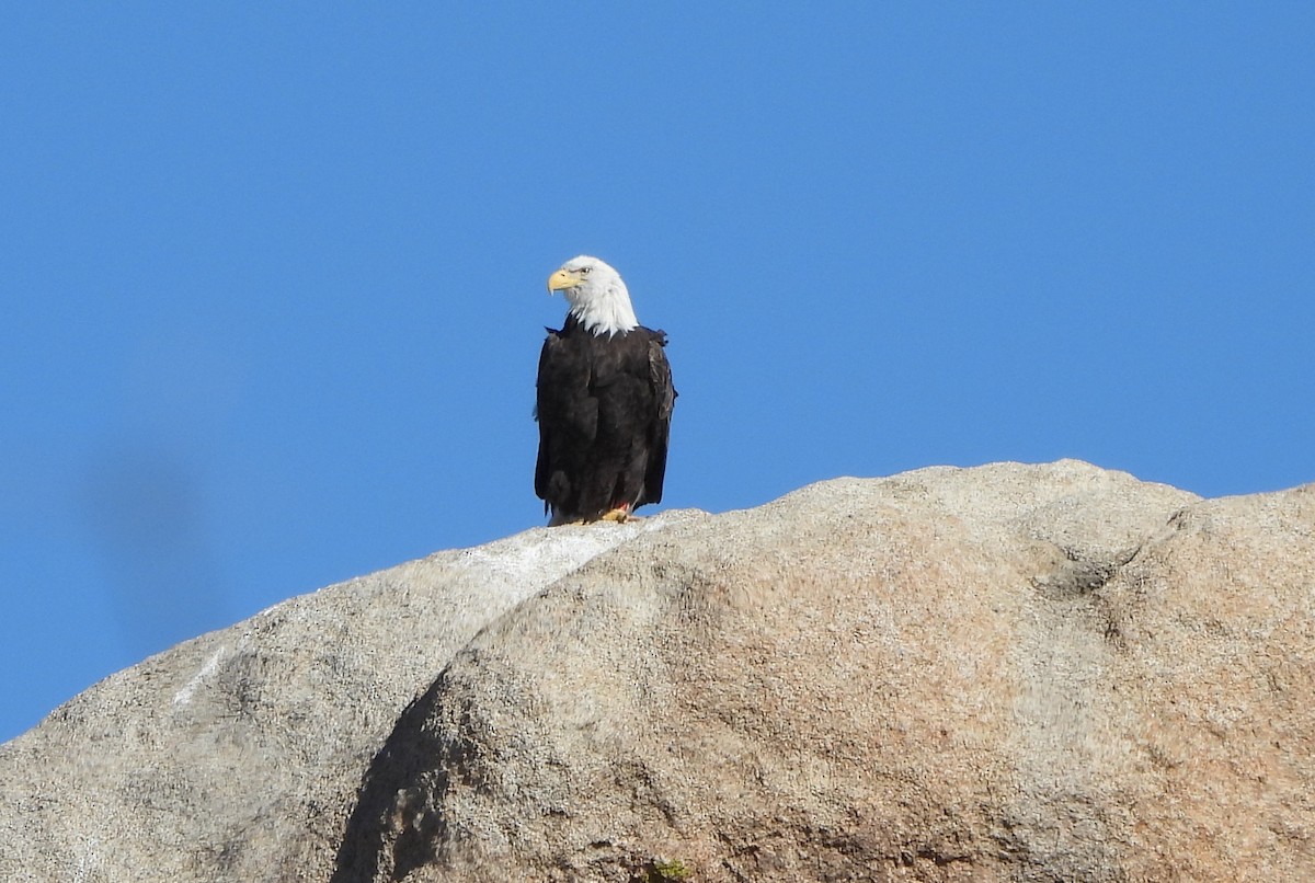 Bald Eagle - ML643155690