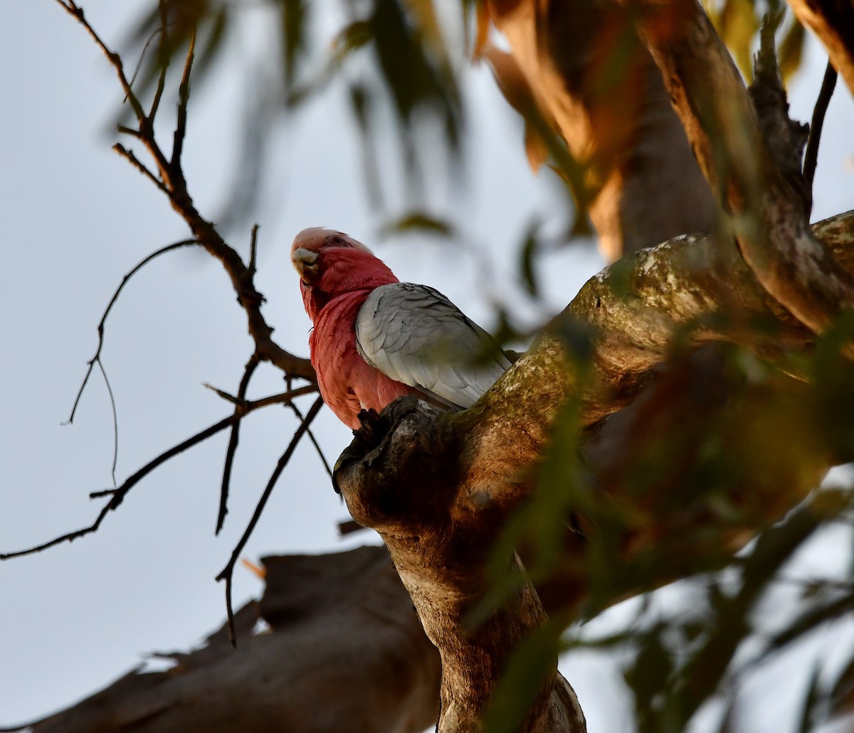 Galah - ML643155692