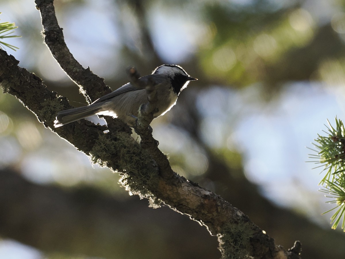 Mexican Chickadee - ML643155712