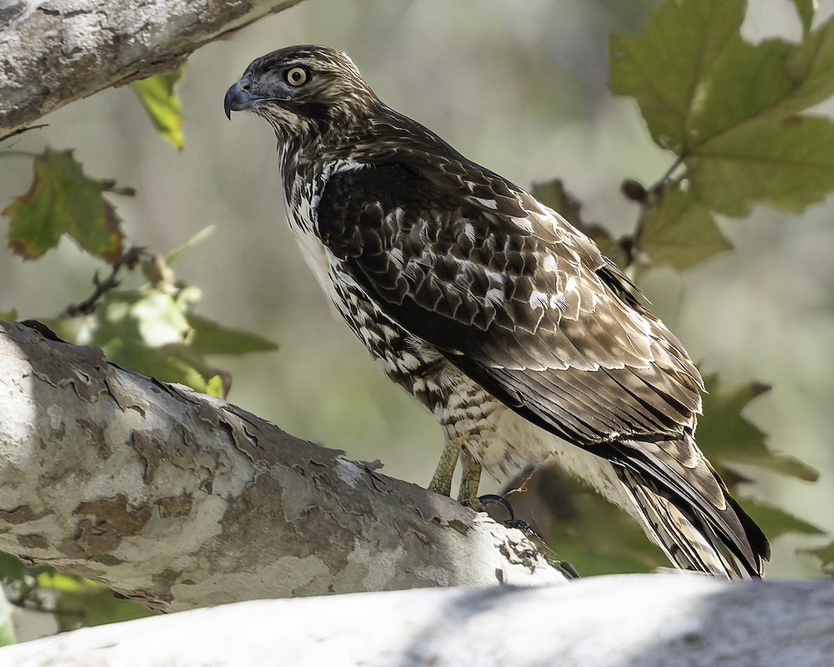 Red-tailed Hawk - ML643155716
