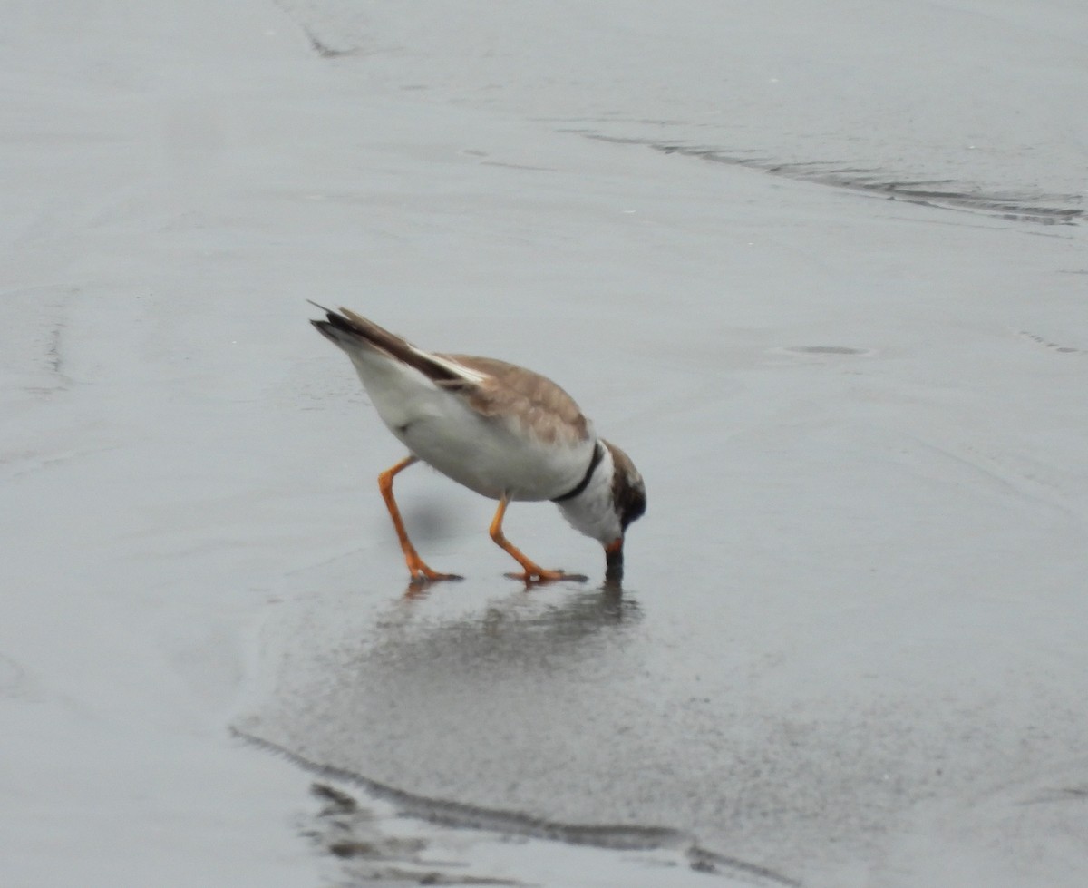 Semipalmated Plover - ML643155718