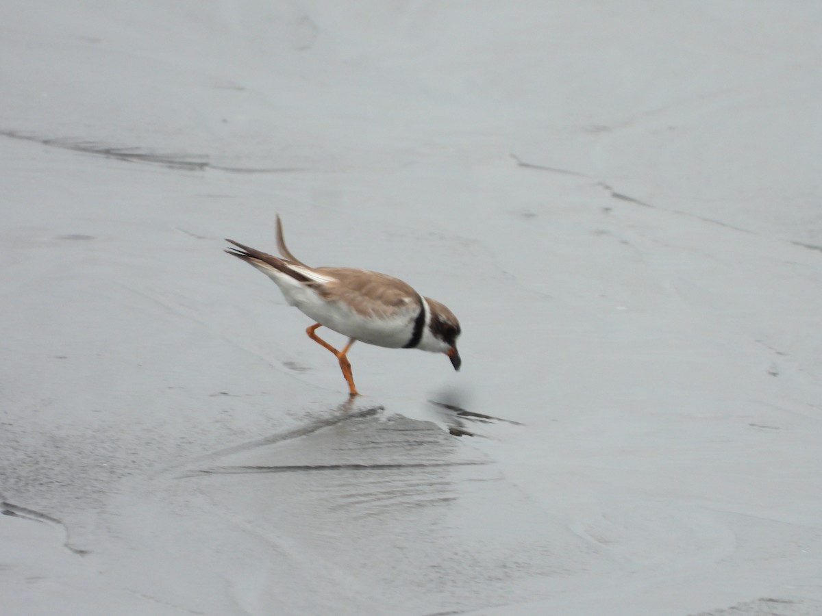 Semipalmated Plover - ML643155719