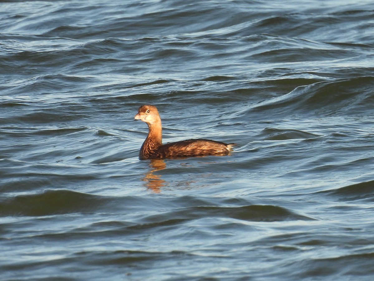 Pied-billed Grebe - ML643155721