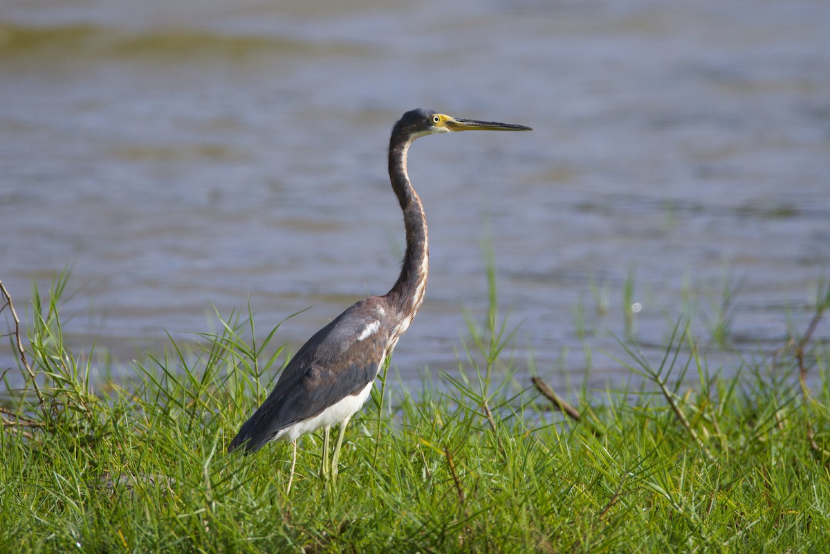 Tricolored Heron - ML643155722