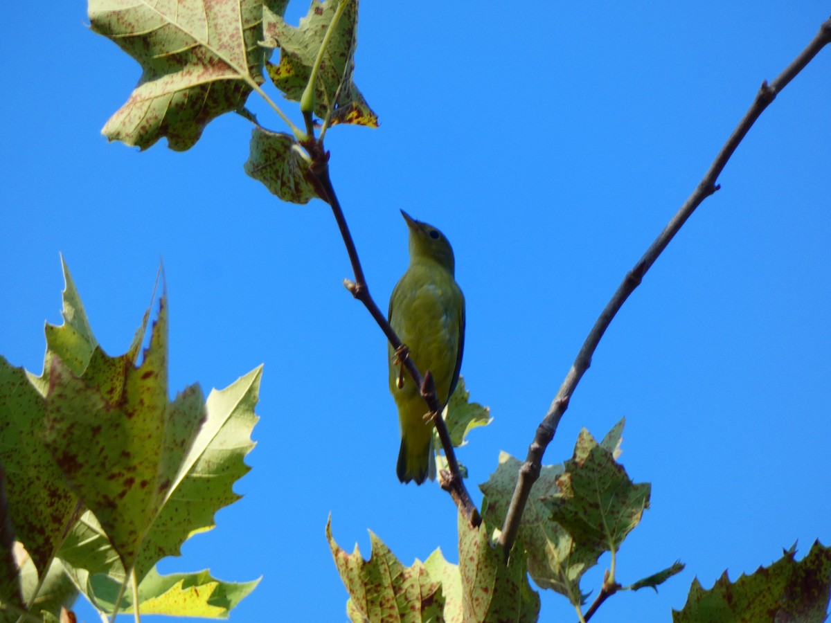 Yellow Warbler - ML643155724
