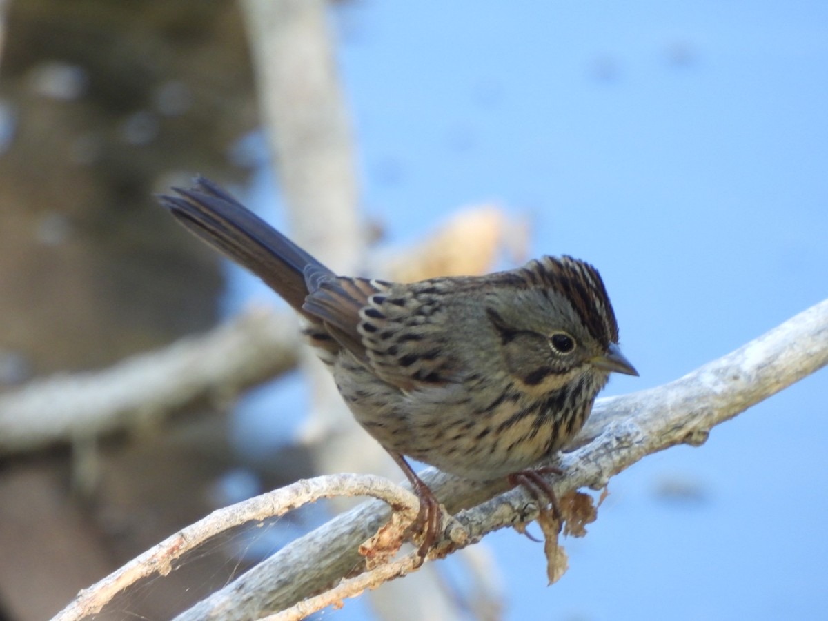 Lincoln's Sparrow - ML643155725