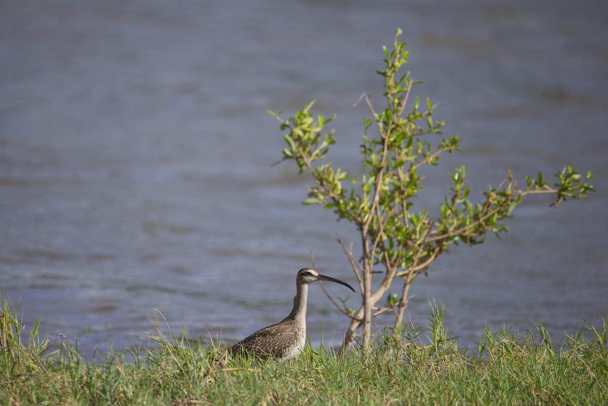 Whimbrel - ML643155728