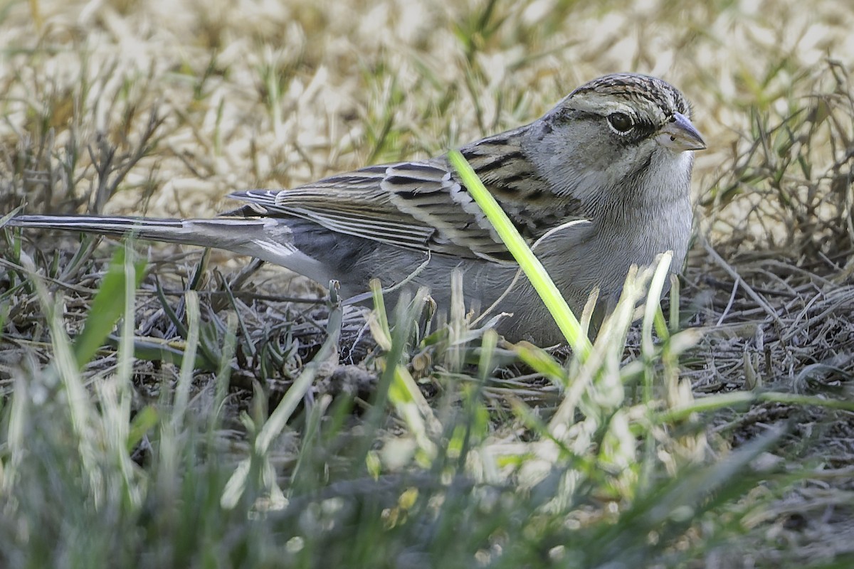 Chipping Sparrow - ML643155730