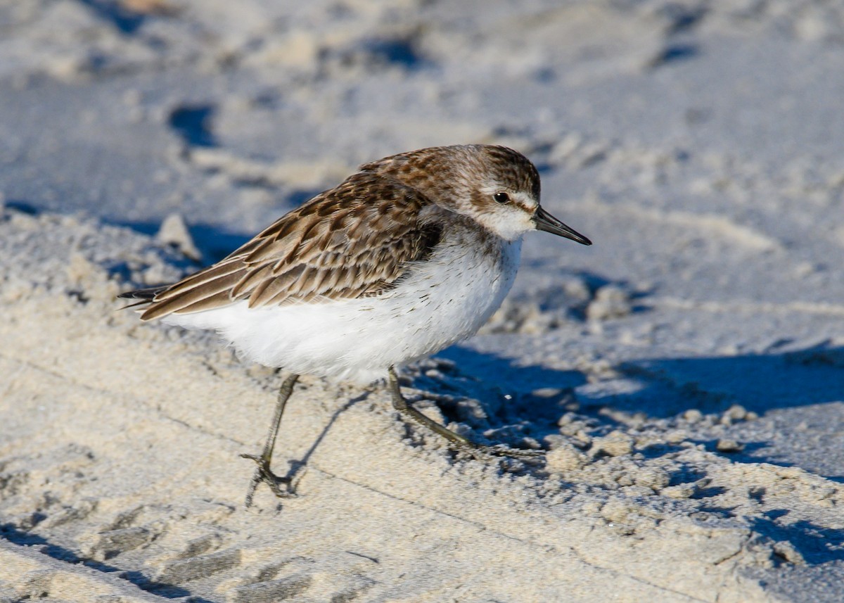 Semipalmated Sandpiper - ML643155731