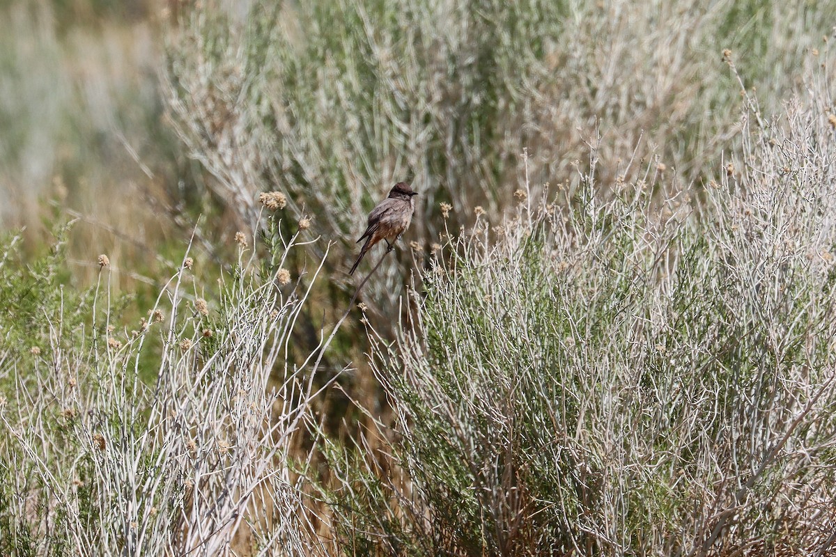 Say's Phoebe - ML643155732