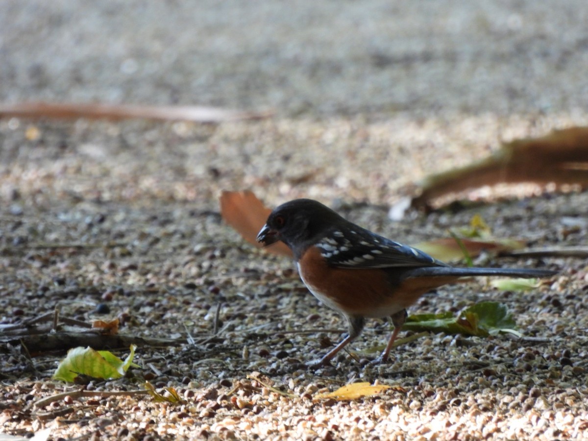 Spotted Towhee - ML643155733
