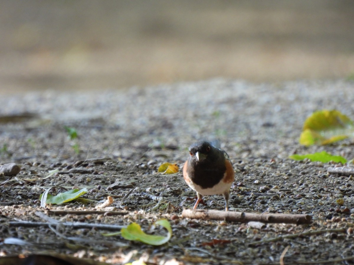 Spotted Towhee - ML643155734