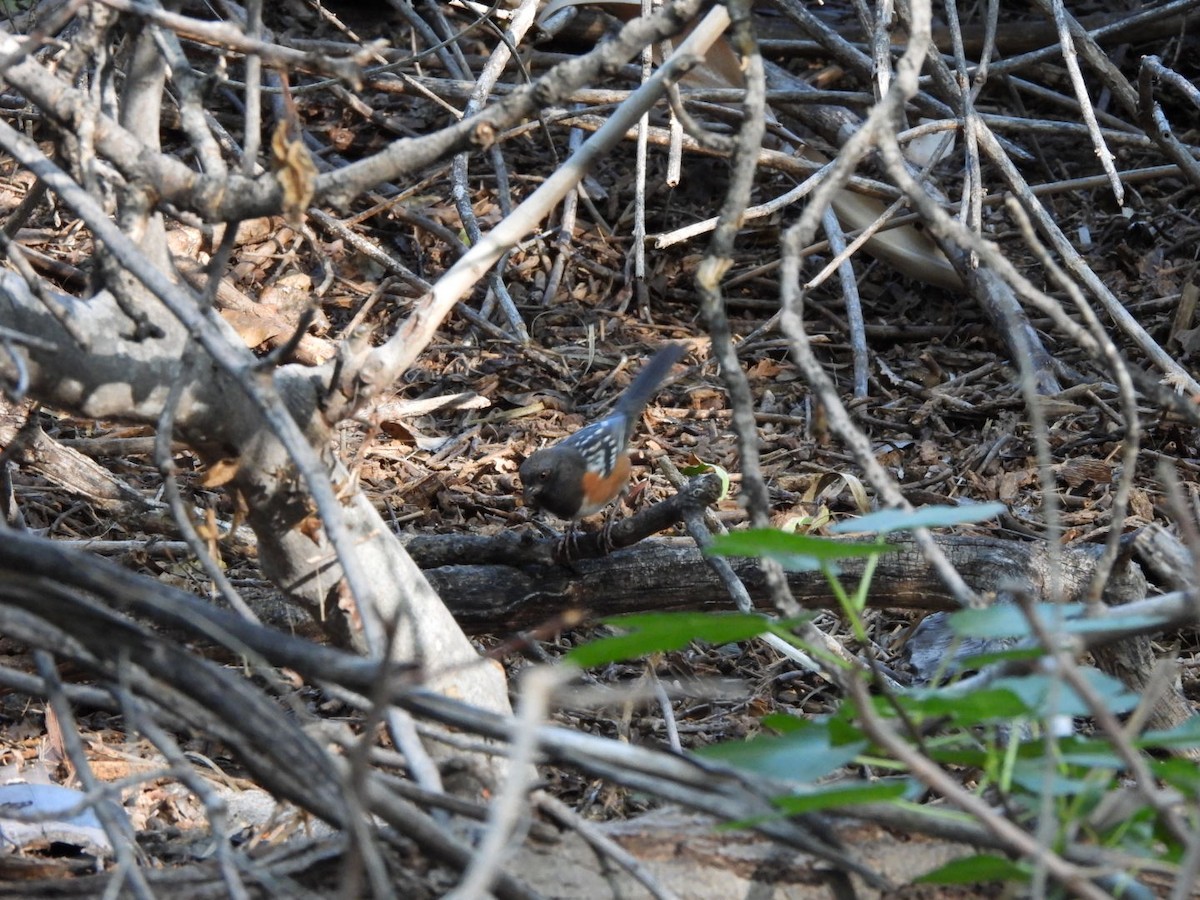 Spotted Towhee - ML643155736