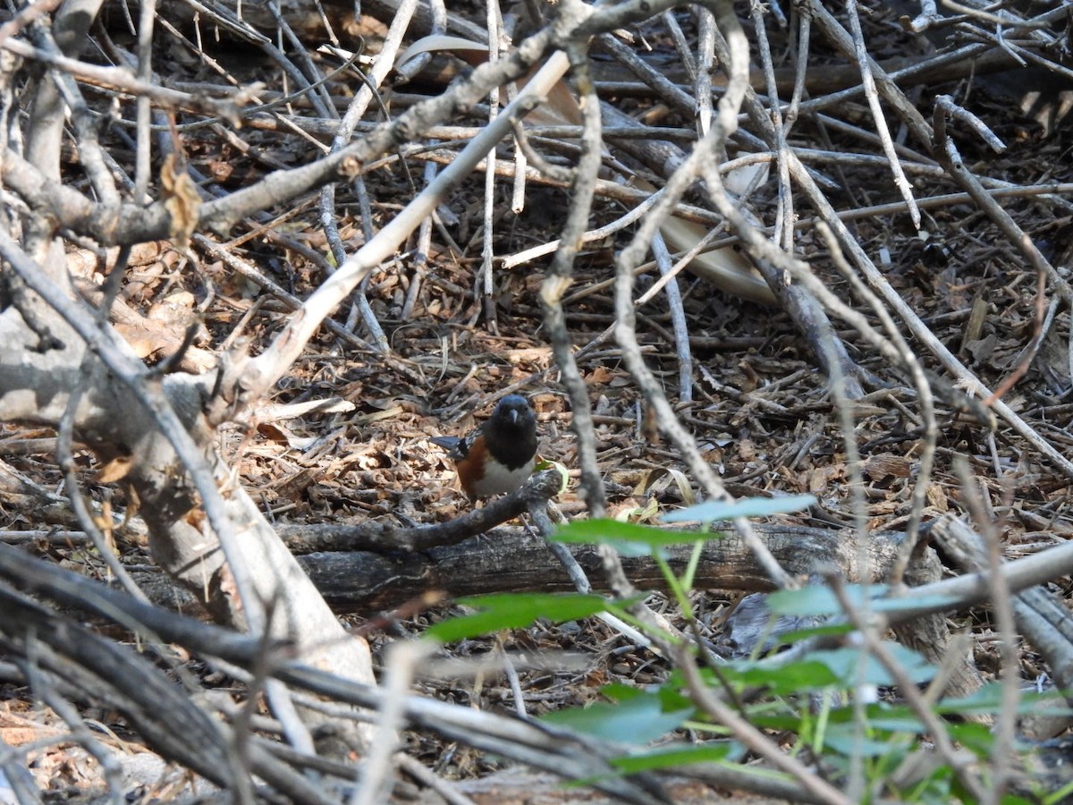 Spotted Towhee - ML643155737
