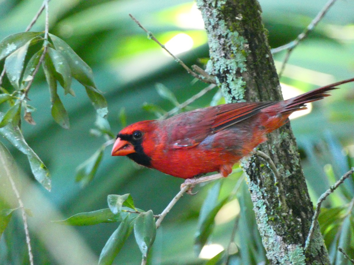Northern Cardinal (Common) - ML643155738