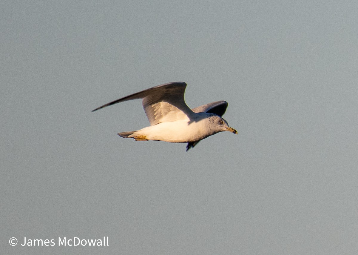 Ring-billed Gull - ML643155740