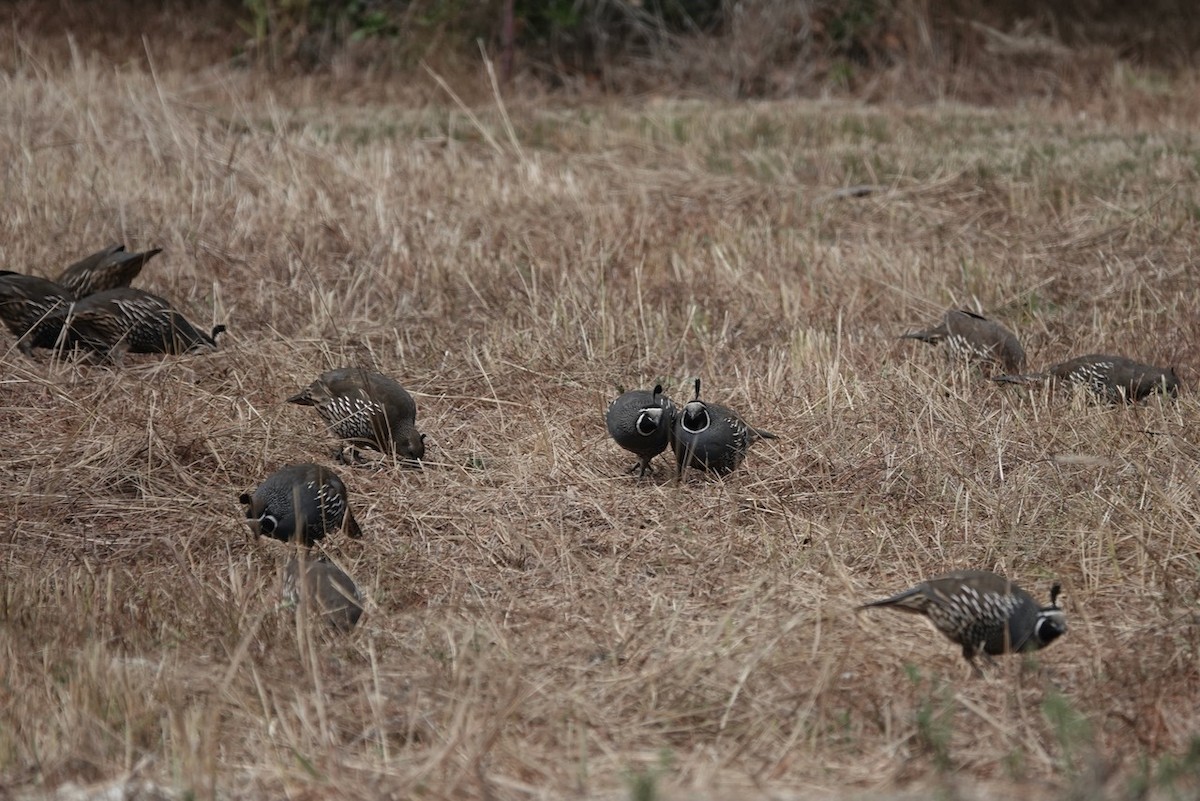 California Quail - ML643155741