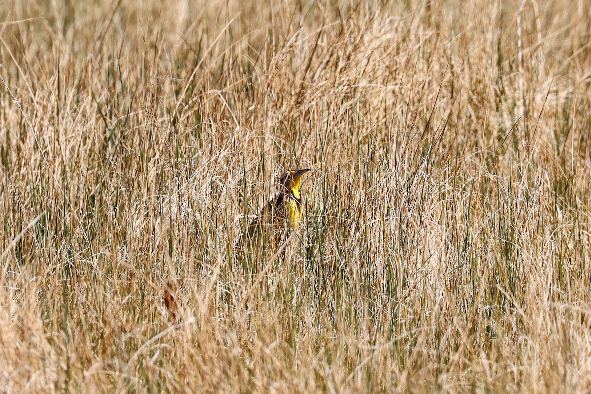 Western Meadowlark - ML643155742
