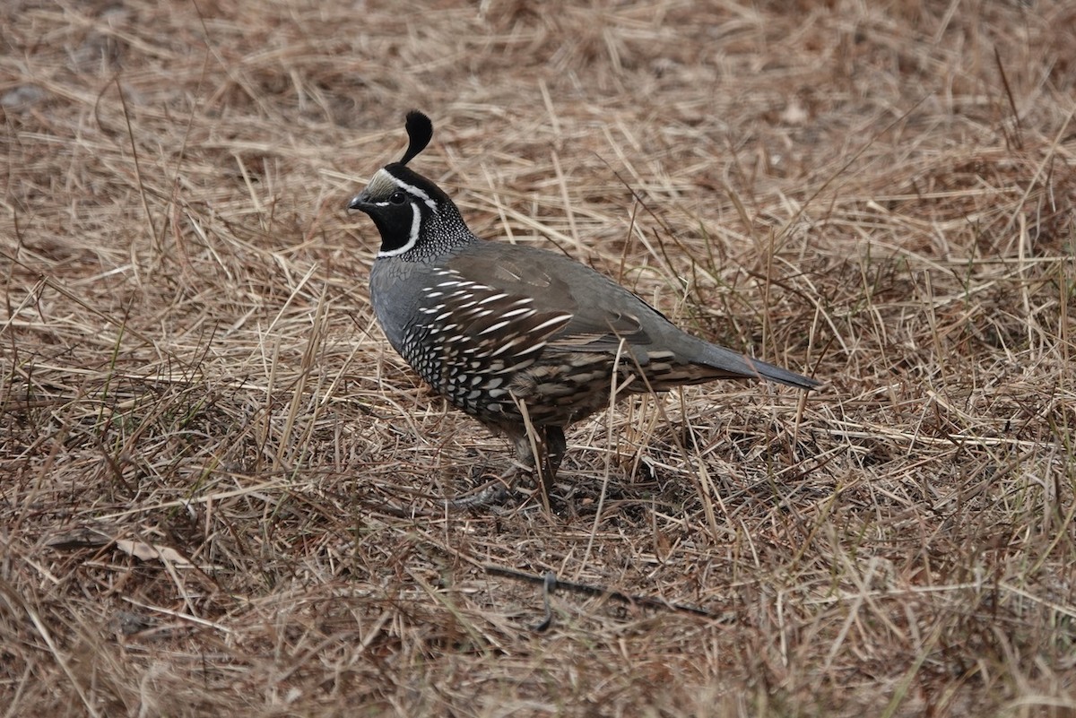 California Quail - ML643155746