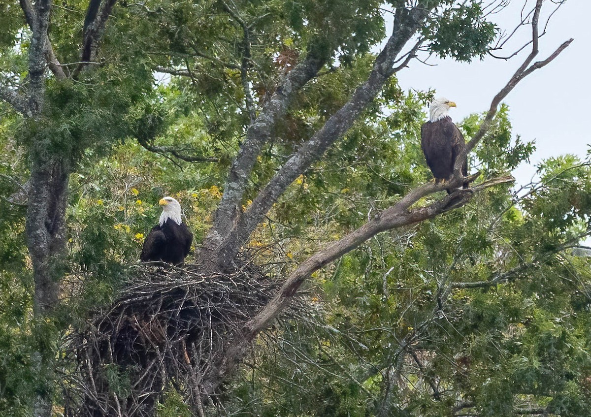 Bald Eagle - ML643155747